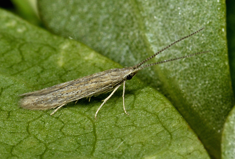 Coleophora texanella - Coleophoridae